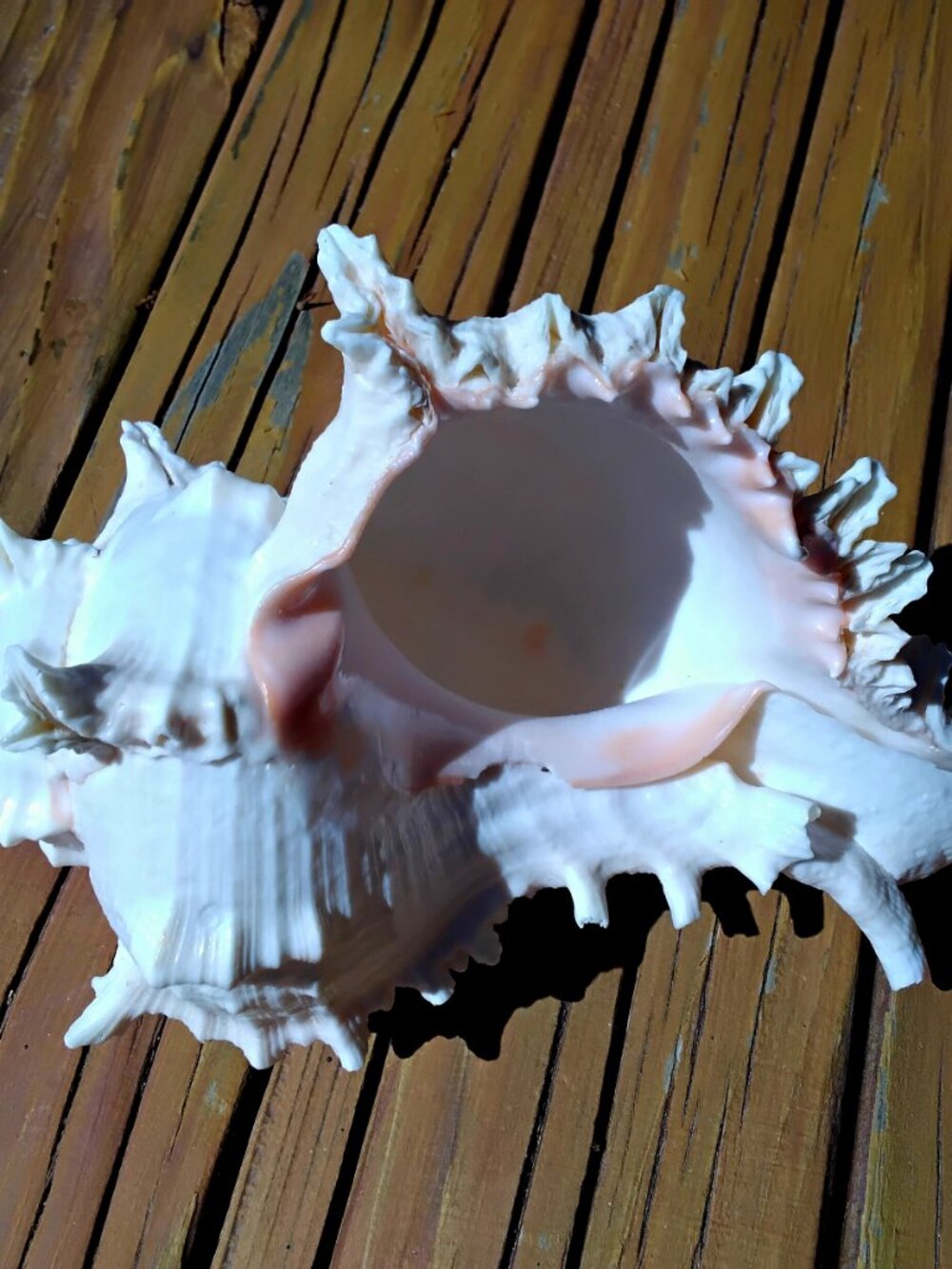 8.5" Ramose Murex Sea Shell Coastal Decor. Chicoreus Ramosus - Picture 5 of 6